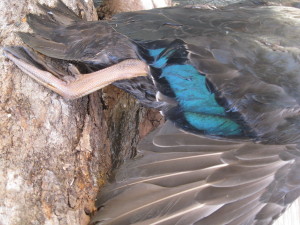 Aile de canard noir